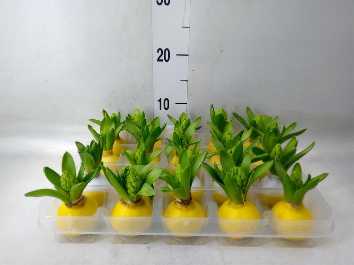 <h4>Hyacinthus orie.   ...waxed L%</h4>