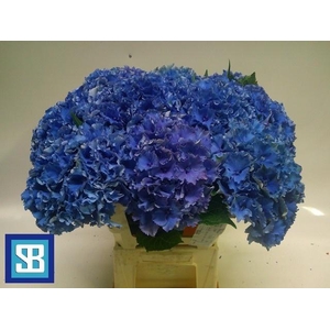 Hydr M Royal Parade