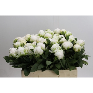 Paeonia Madame Claude Tain