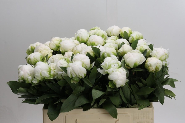 <h4>Paeonia Madame Claude Tain</h4>