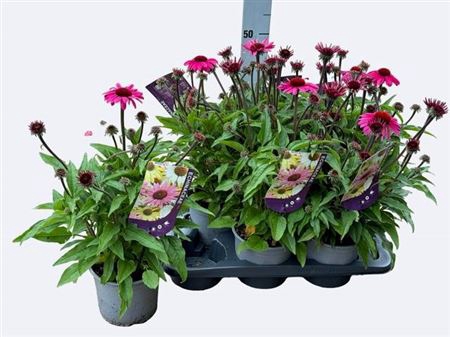 <h4>Echina Sombrero Rose</h4>