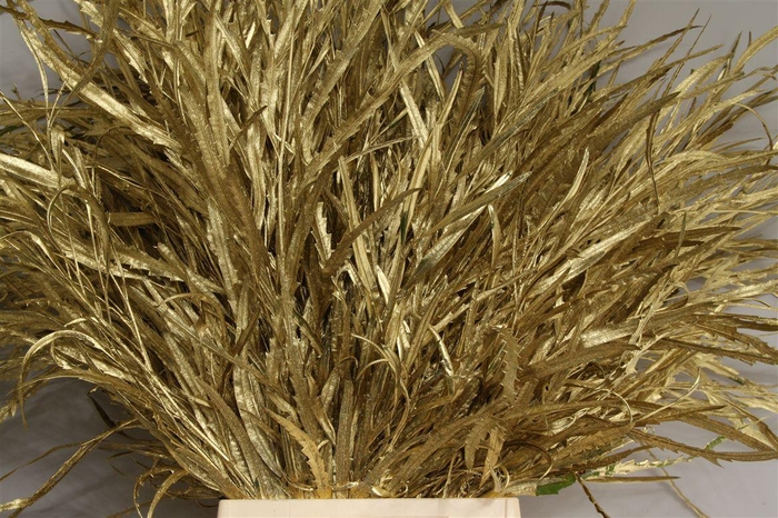 <h4>Grevillea Goud</h4>