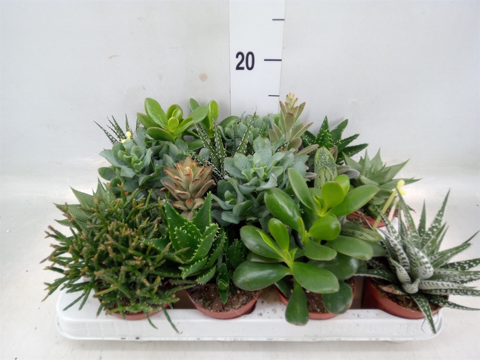 <h4>Crassula   ...mix</h4>