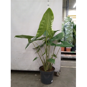 Alocasia zebrina