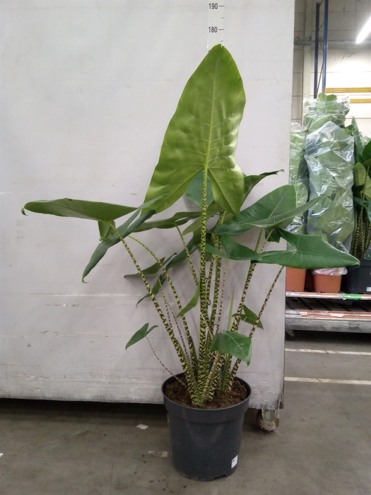 <h4>Alocasia zebrina</h4>