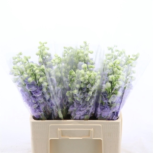 Delphinium Lavender Love
