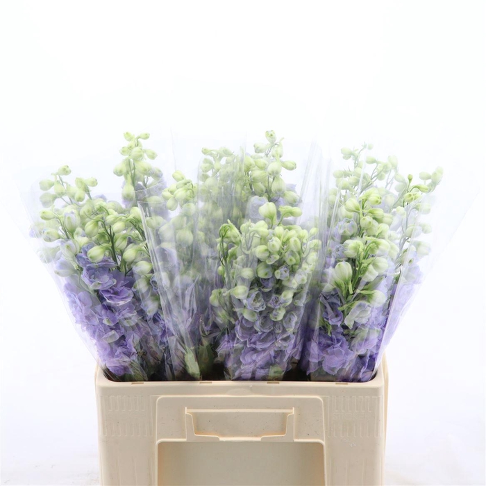 <h4>Delphinium Lavender Love</h4>