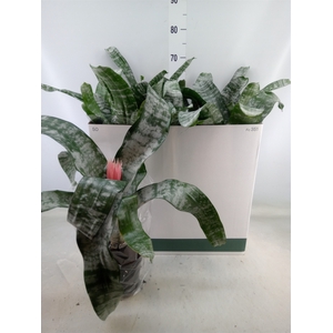 Aechmea fasciata 'Primera'