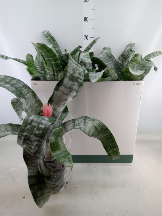 <h4>Aechmea fasciata 'Primera'</h4>