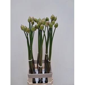 ALLIUM GROOTBLOEMIG