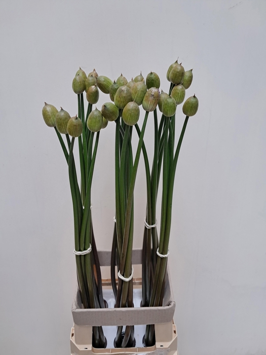 <h4>ALLIUM GROOTBLOEMIG</h4>