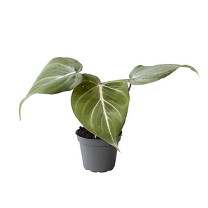 Philodendron Gloriosum 6Ø 15cm