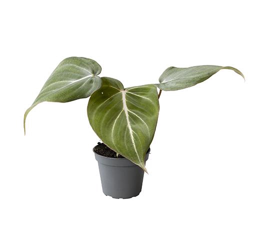 Philodendron Gloriosum 6Ø 15cm