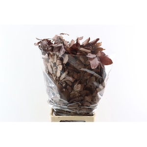 Pres Beuk Brown P Bunch