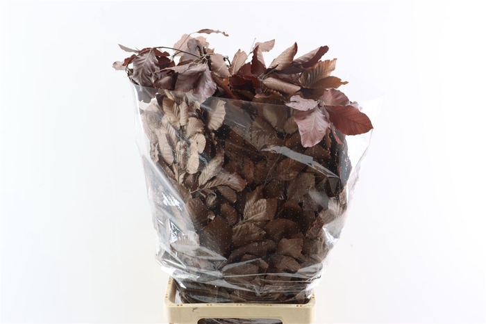 <h4>Pres Beuk Brown P Bunch</h4>