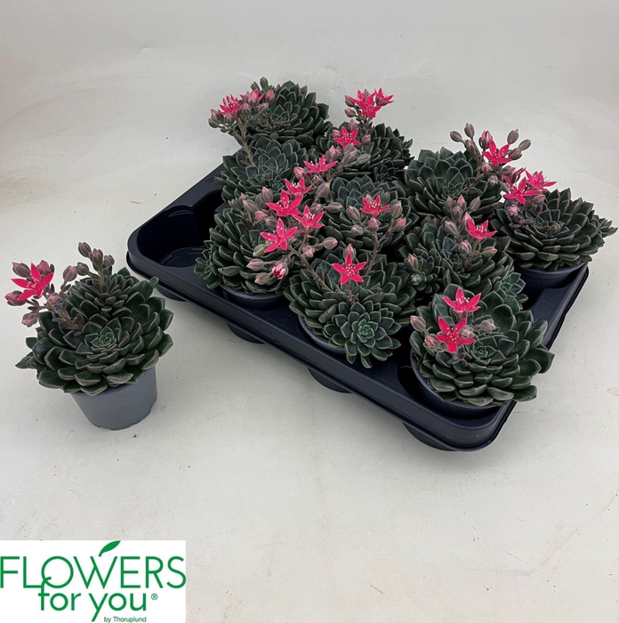 <h4>Graptopetalum tacitus</h4>