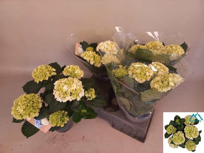 <h4>HYDR M CRYSTAL PALAC</h4>