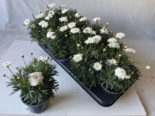 <h4>ARG MAD WHITE</h4>