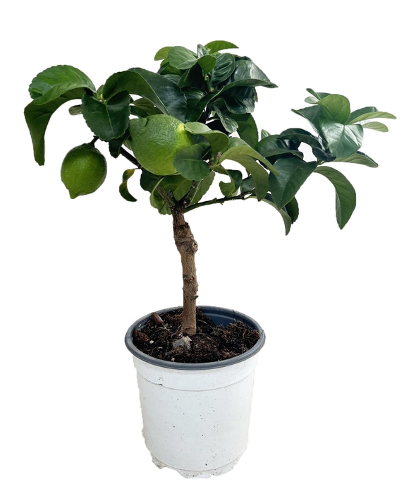 <h4>Citrus lemon</h4>