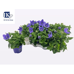 PLATYCO GR ASTRA BLU
