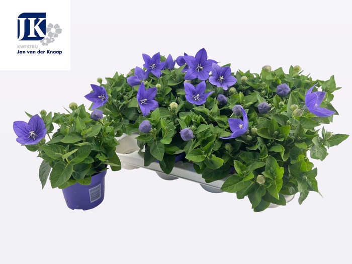 <h4>PLATYCO GR ASTRA BLU</h4>