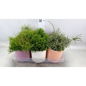 Rhipsalis   ...mix