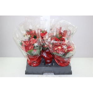 Euphorbia P Chr Feelings Glit 5-6