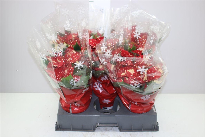 <h4>Euphorbia P Chr Feelings Glit 5-6</h4>