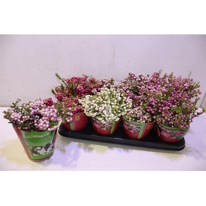 arr8 Gaulth Mucronata