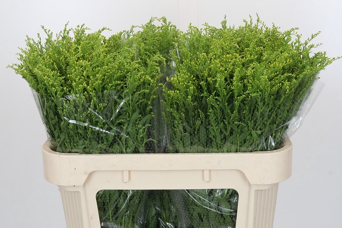 <h4>Solidago Golden Glory</h4>