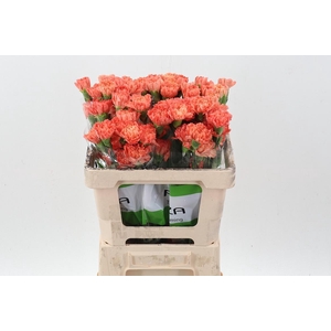 Di St Hermes Orange 50cm