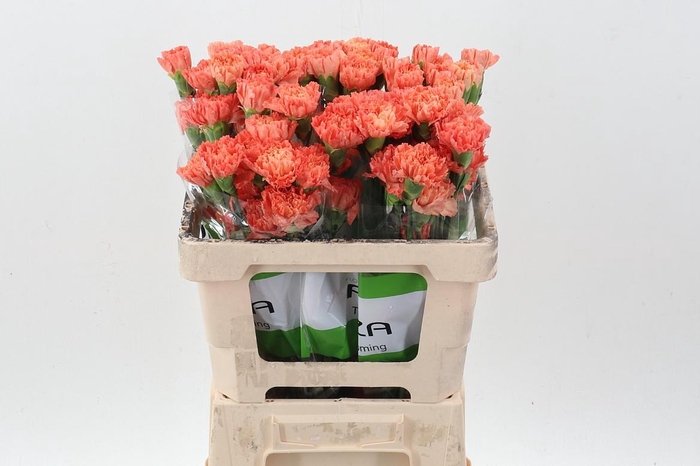 <h4>Di St Hermes Orange 50cm</h4>