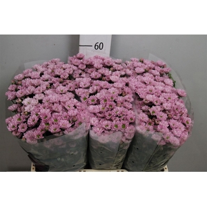 Chr S Rossi Pink