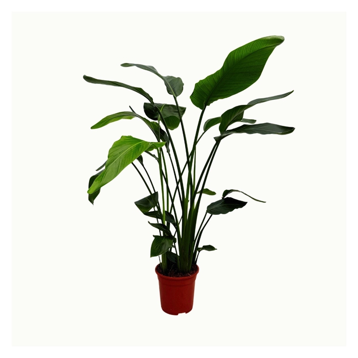 <h4>Strelitzia nicolai 3 stek 120-140cm</h4>