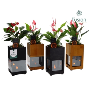 Houten LED planter met vlam met Anthurium