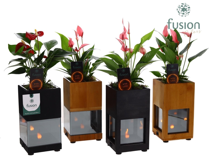 <h4>Houten LED planter met vlam met Anthurium</h4>