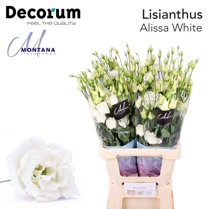 <h4>Lisianthus Alissa white 70cm</h4>