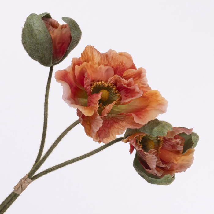 Papaver Bundle Orange Peach BK770015POR