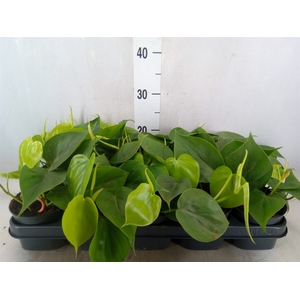 Philodendron scand.