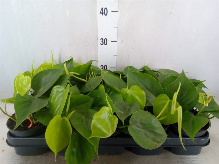 <h4>Philodendron scand.</h4>