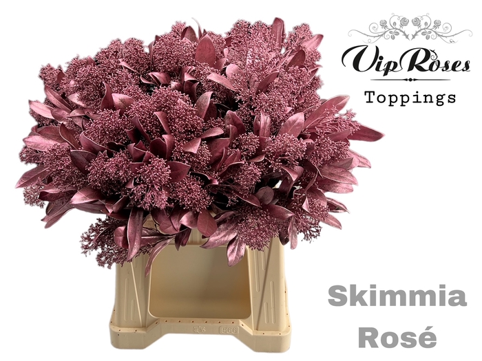 <h4>SKIMMIA METALLIC ROSÉ</h4>