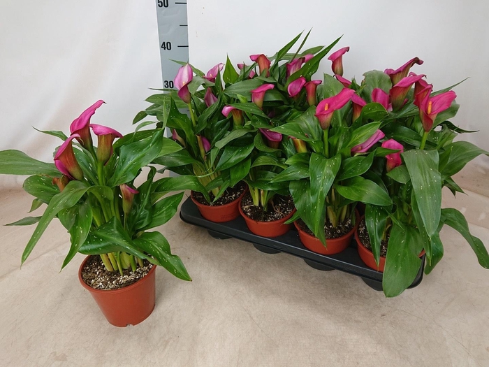 <h4>ZANT CHERRY KISS</h4>