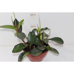 PEPEROMIA RUBRA C21