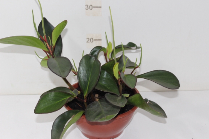 PEPEROMIA RUBRA C21
