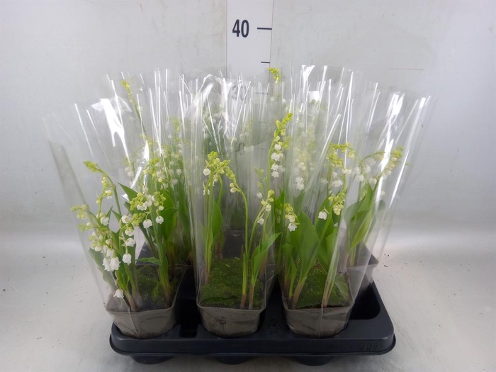<h4>Convallaria majalis</h4>