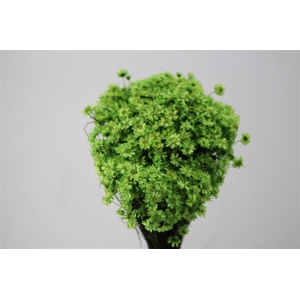 Dried Glixia Lightgreen Bunch