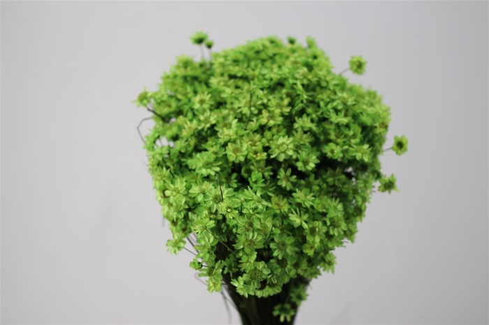 <h4>Dried Glixia Lightgreen Bunch</h4>