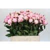 Paeonia Sarah Bernhardt