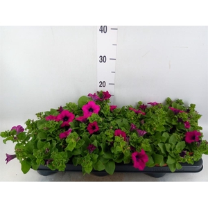Petunia  'Sunpleasure Purple'