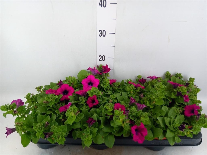 <h4>Petunia  'Sunpleasure Purple'</h4>